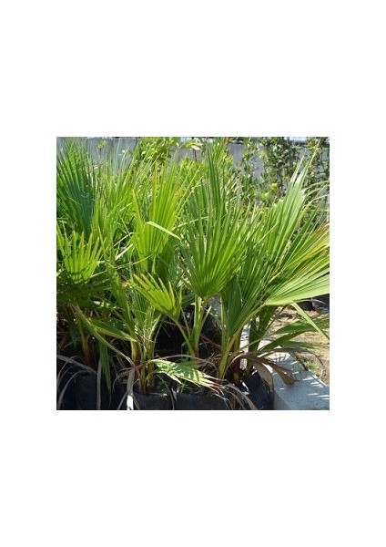 Tüplü Palmiye Fidanı 110-130 cm