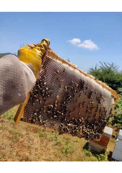 Kapıdağ Ham Kestane Balı 2025 Sağımı (Analiz Raporlu) fiyatları