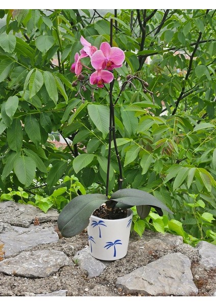 Altı Delikli Palmiye Seramik Saksı