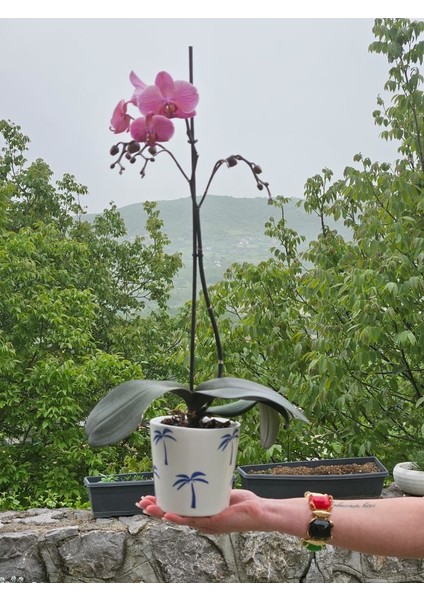 Altı Delikli Palmiye Seramik Saksı fiyatları