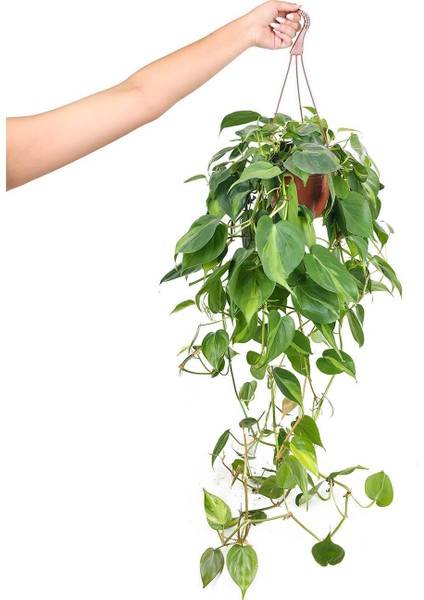 Patos Askılı – Epipremnum aureum – 15 cm Saksı