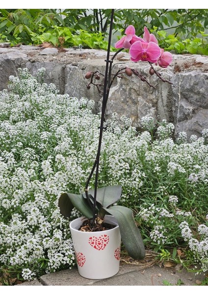 Altı Delikli Bol Kalpli Seramik Saksı fiyatları