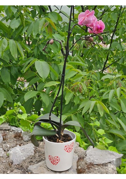 Altı Delikli Bol Kalpli Seramik Saksı modelleri