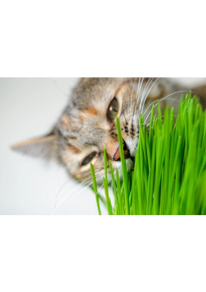 Doğal Kedi Çimi, Buğday Tohumu, 500 Gram