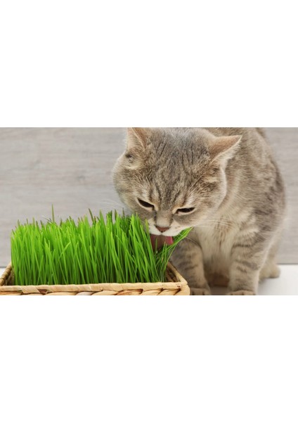 Doğal Kedi Çimi, Buğday Tohumu, 500 Gram modelleri