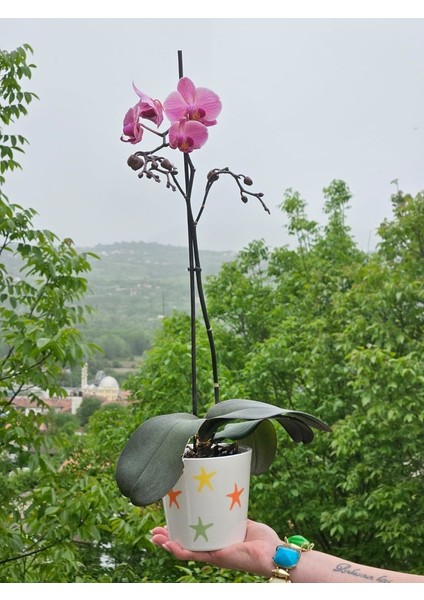 Altı Delikli Deniz Yıldızlı Seramik Saksı