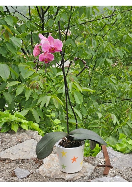 Altı Delikli Deniz Yıldızlı Seramik Saksı fiyatları