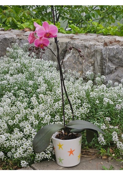 Altı Delikli Deniz Yıldızlı Seramik Saksı modelleri