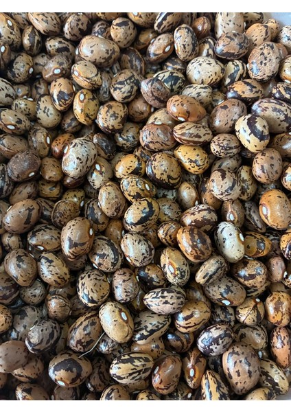 Yerli Ata Tohumu Sırık Uzun-Enli Erken Turşuluk Fasulye 25 Gr (Alacalı)