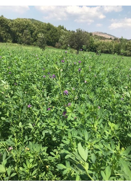 Elit Sertifikalı Bilensoy 80 Yonca Tohumu Çıplak Kaplamasız Tohum modelleri