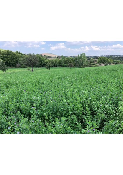 Elit Sertifikalı Bilensoy 80 Yonca Tohumu Çıplak Kaplamasız Tohum fırsatları