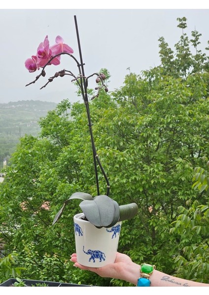 Altı Delikli Filli Seramik Saksı