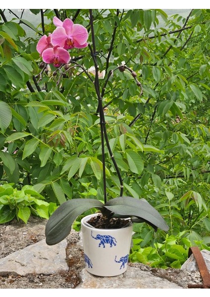 Altı Delikli Filli Seramik Saksı fiyatları