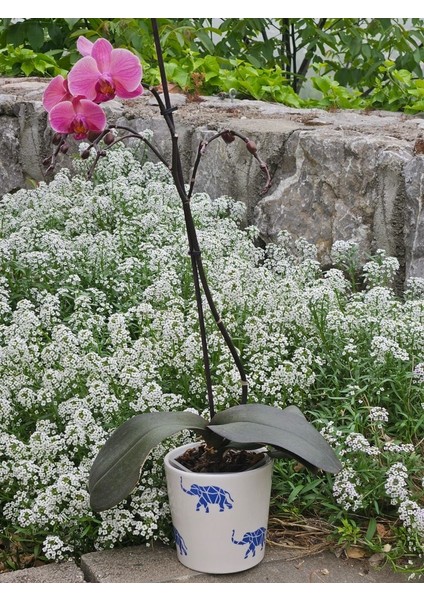 Altı Delikli Filli Seramik Saksı modelleri