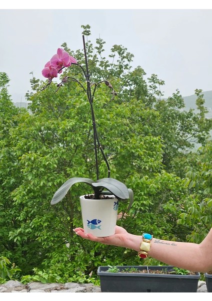 Altı Delikli Balıklı Seramik Saksı