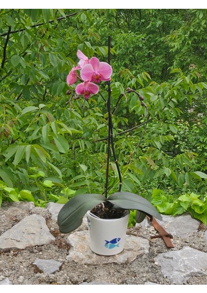 Altı Delikli Balıklı Seramik Saksı fiyatları