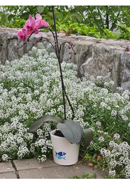 Altı Delikli Balıklı Seramik Saksı modelleri