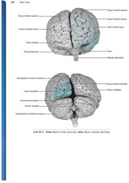 Snell Klinik Nöroanatomi - Mehmet Yıldırım, Türkçe 534 Sayfa Ciltsiz Kitap