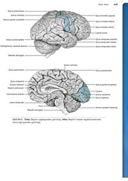 Snell Klinik Nöroanatomi - Mehmet Yıldırım, Türkçe 534 Sayfa Ciltsiz Kitap