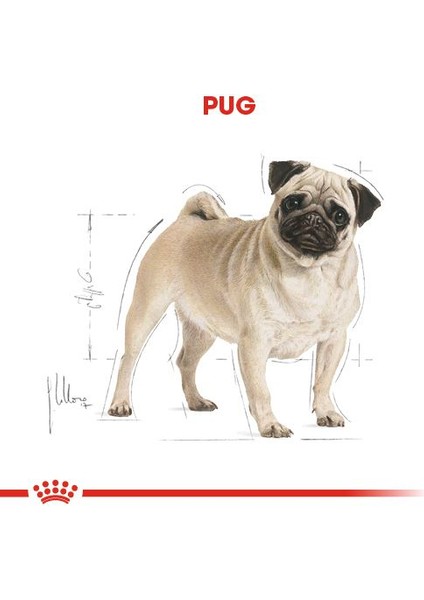 Pug Yetişkin Kuru Köpek Maması 1.5kg