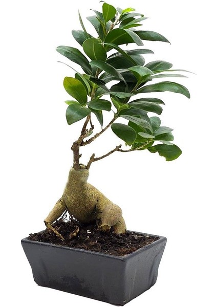 Ginseng Bonsai 50 - 90 gr – Ficus Microcarpa 'ginseng' – Seramik Saksı