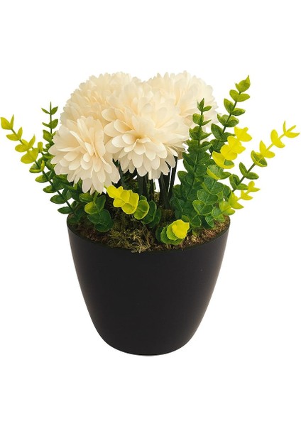 Cream Chrysanthemum Elegance – Krem Kasımpatı Aranjmanı