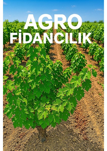 Aşılı Bağ Fidanı 45-100 cm Kabarcık Çeşidi