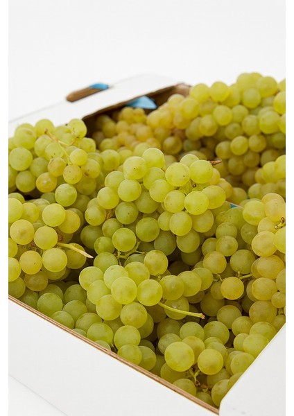 Aşılı Bağ Fidanı 45-100 cm Kabarcık Çeşidi modelleri