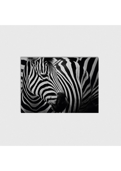 Zebra Çerçevesiz Poster Duvar Dekorasyonu