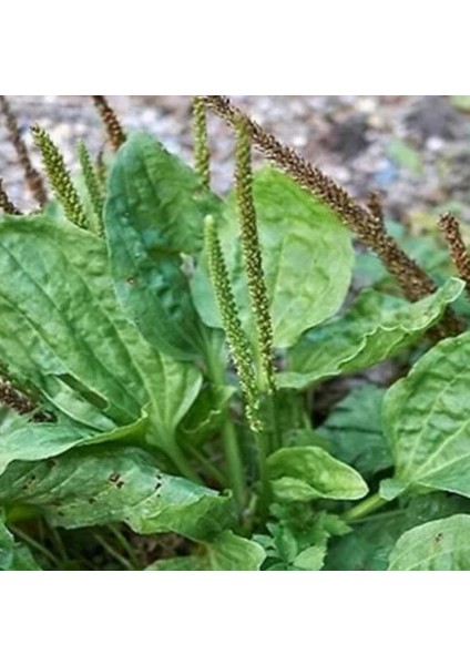 100 Adet Organik Yabani Sinir Damar Otu Tohumu + 10 Adet Hediye Karışık Renk Gül Tohumu