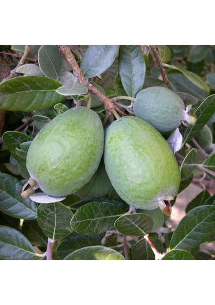 10 Adet Feijoa Fidanı Paketi (Bahçe Kurulumuna Özel) modelleri