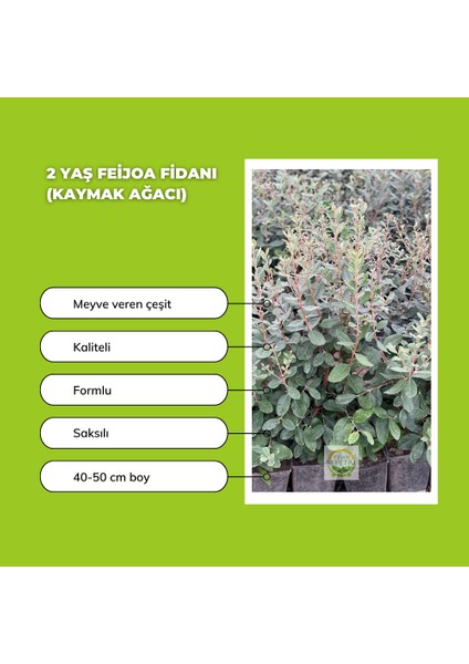 10 Adet Feijoa Fidanı Paketi (Bahçe Kurulumuna Özel) fırsatları