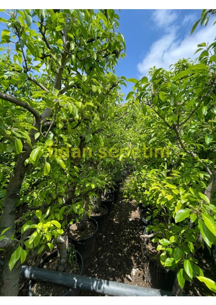 6 Yaş Aşılı Deveci Armut Fidanı indirimleri