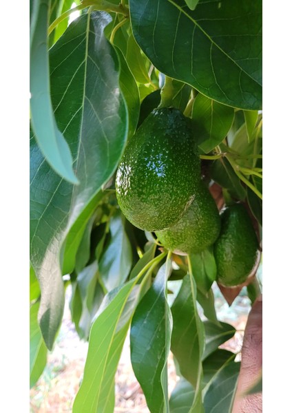 Alanya Avokadosu - Dalından Taze Hasat - 3 kg