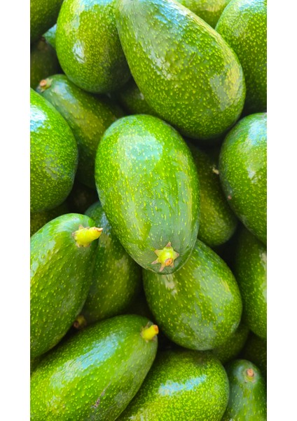 Alanya Avokadosu - Dalından Taze Hasat - 3 kg fiyatları