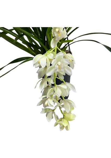 Cymbidium Cascade 'ıce' (Simbidyum Orkide)
