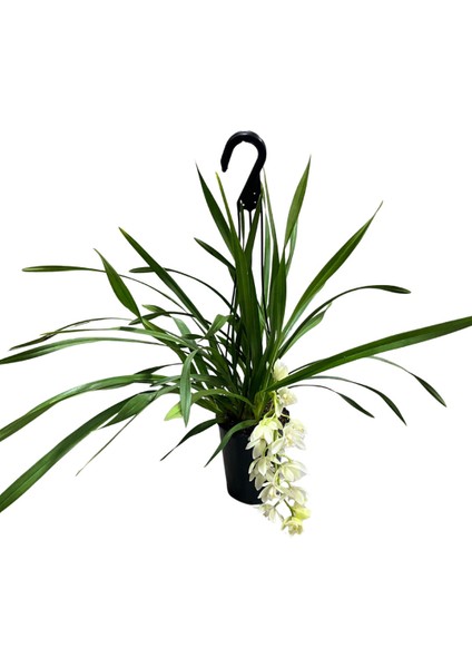 Cymbidium Cascade 'ıce' (Simbidyum Orkide) fiyatları