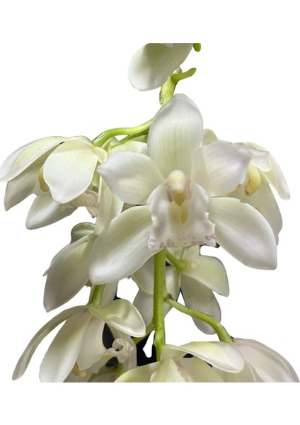 Cymbidium Cascade 'ıce' (Simbidyum Orkide) modelleri