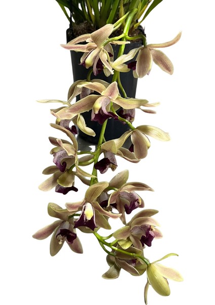 Cymbidium Cascade 'devon Splash' (Simbidyum Orkide)