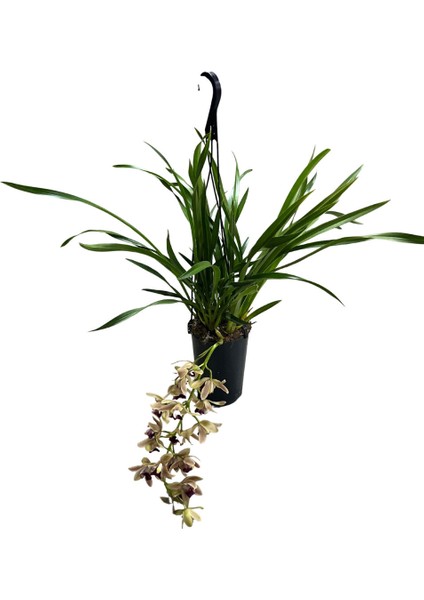 Cymbidium Cascade 'devon Splash' (Simbidyum Orkide) fiyatları