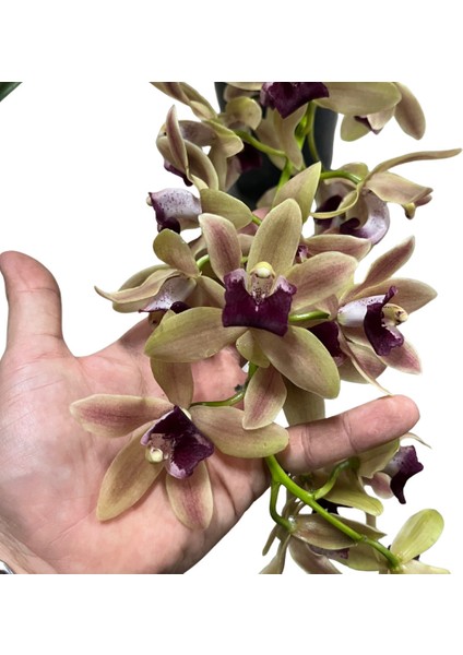 Cymbidium Cascade 'devon Splash' (Simbidyum Orkide) modelleri