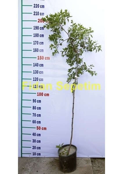 10 Yaş Aşılı İri Meyveli Hünnap Fidanı fiyatları