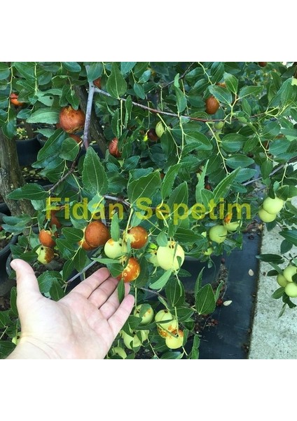 10 Yaş Aşılı İri Meyveli Hünnap Fidanı modelleri