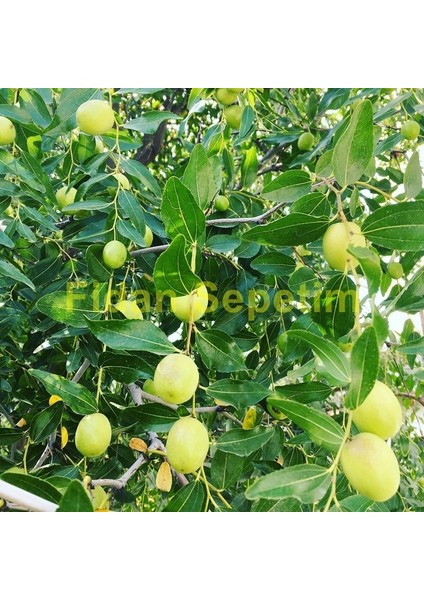 10 Yaş Aşılı İri Meyveli Hünnap Fidanı fırsatları