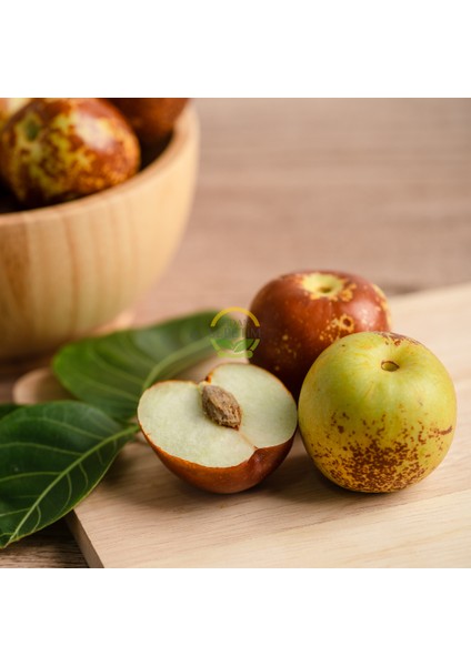 10 Yaş Aşılı İri Meyveli Hünnap Fidanı