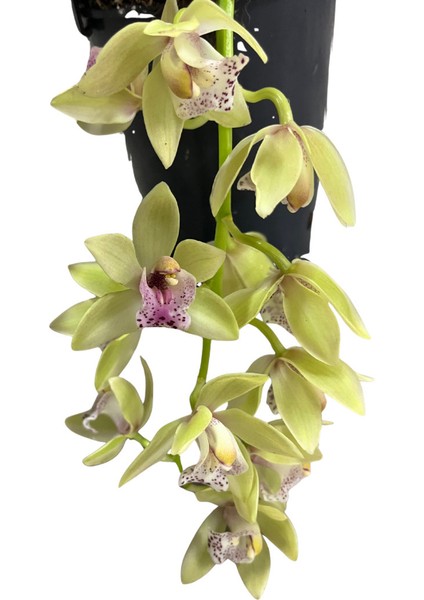 Cymbidium Cascade 'harwin' (Simbidyum Orkide)