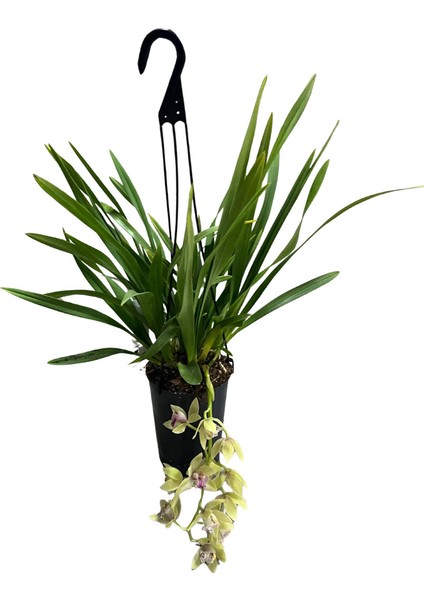 Cymbidium Cascade 'harwin' (Simbidyum Orkide) fiyatları