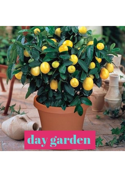 10 Adet Bodur Saksı Bonsaı Limon Tohumu 10 Adet Hediye Gül Çiçek Tohumu
