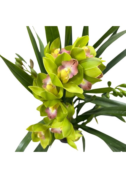 Cymbidium 'green Power' (Simbidyum Orkide)