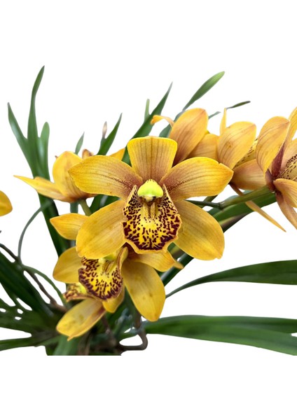 Cymbidium 'rustic Orange' (Simbidyum Orkide)